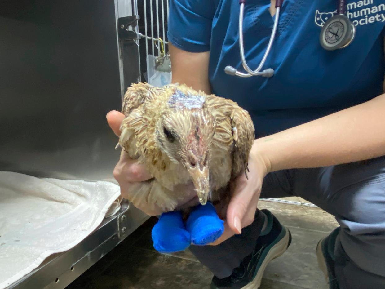 An injured bird is treated at Maui Humane Society in Lahaina, Hawaii (AP)