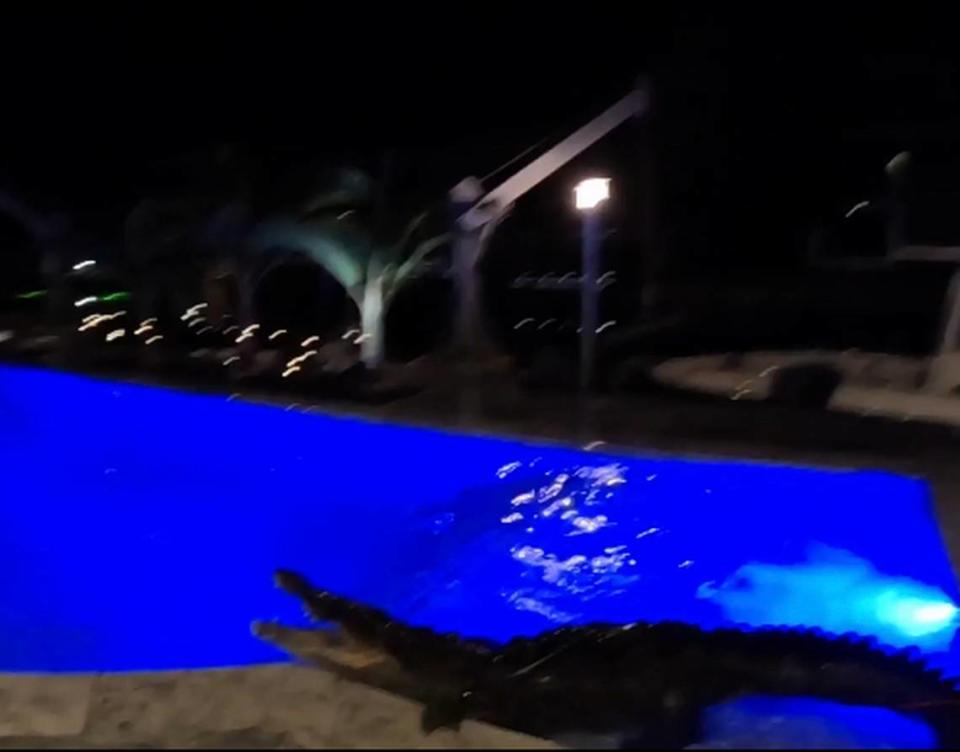 An American crocodile tenses up on a Florida Keys patio after trappers removed it from the homes swimming pool Sunday, June 11, 2023.