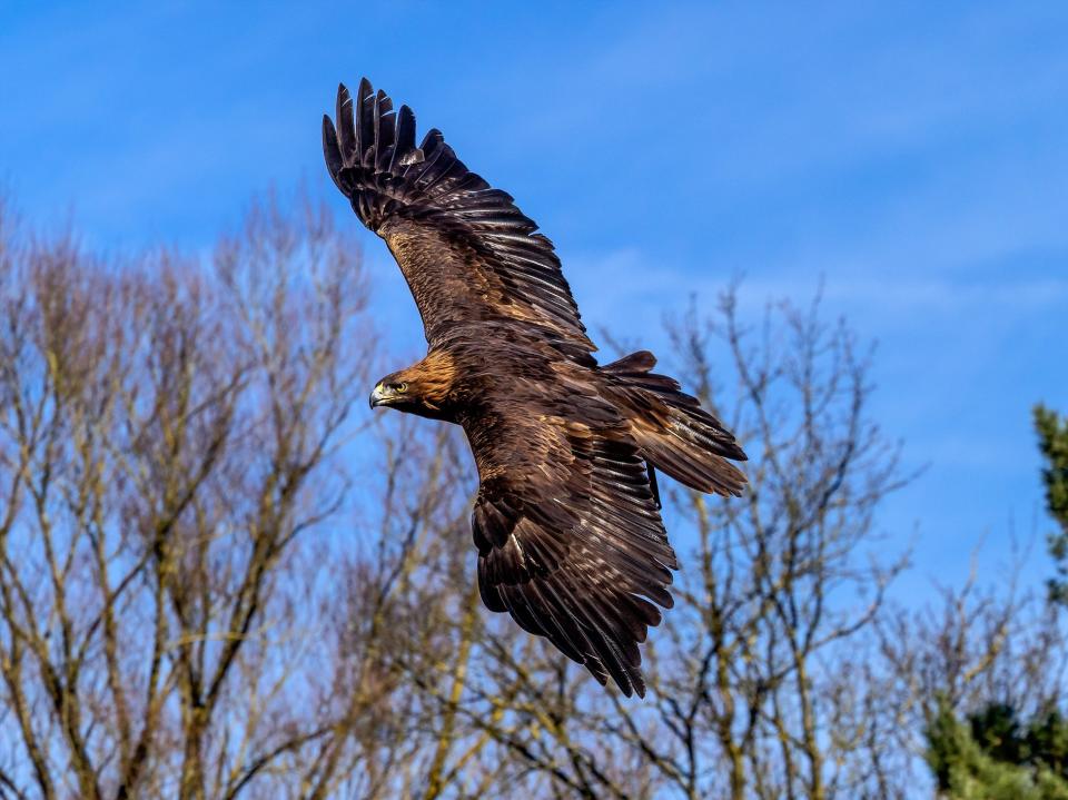 Golden eagles were wiped out in England by the mid 19th century due to widespread persecution  (Getty)