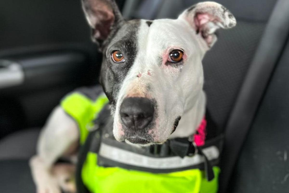 Scotland's loneliest dog living at Hamilton centre finds 'forever home' <i>(Image: SSPCA/PA)</i>