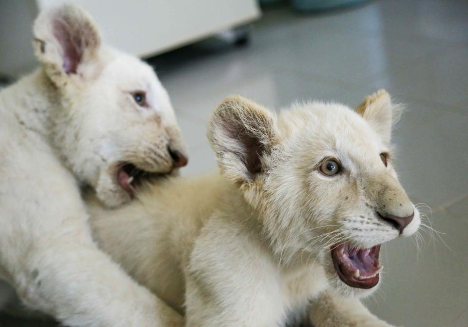 <p>Zwei weiße Löwenbabys im Alter von vier Monaten spielen im Altiplano Zoo im mexikanischen Tlaxcala miteinander. Der weiße Löwe, eine seltene genetische Mutation, zählt zu den akut vom Aussterben bedrohten Tierarten. (Bild: EMMANUEL FLORES/AFP/Getty Images) </p>