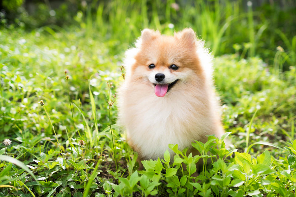 Pomeranian