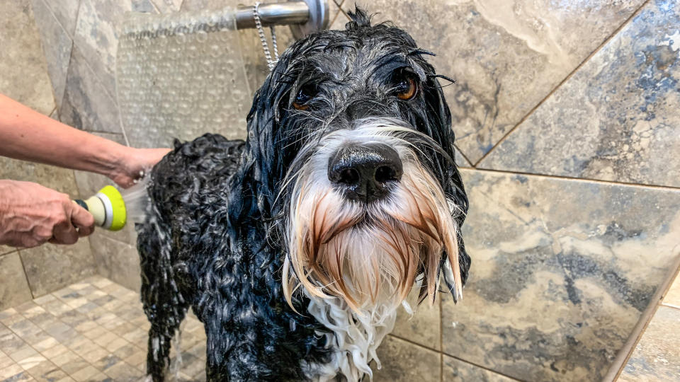 Portuguese water dog having bath