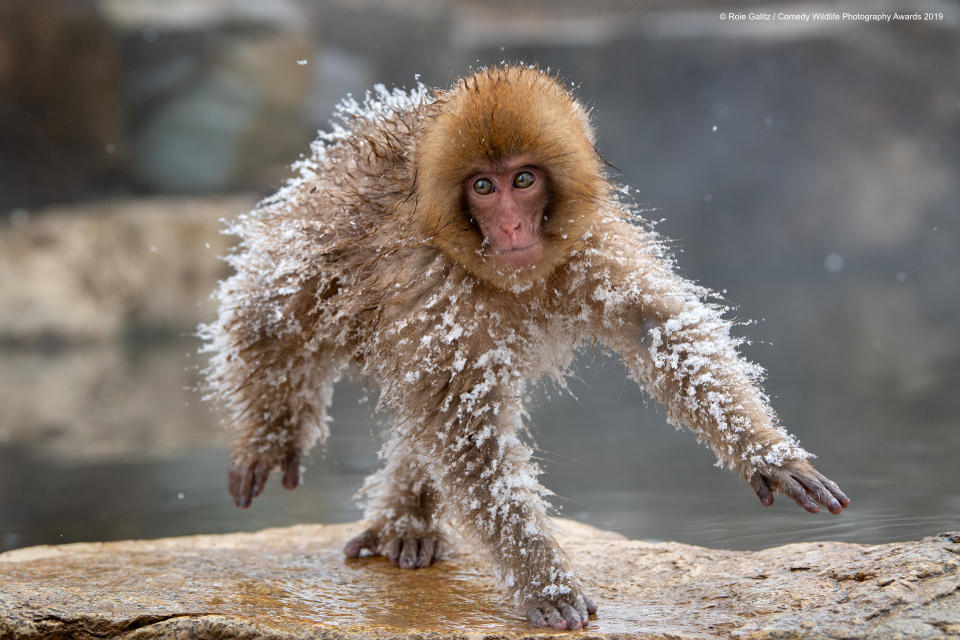 Una simpatica scimmia giapponese coperta di neve fresca ©Roie Galitz / Comedy Wildlife Photography Awards 2019