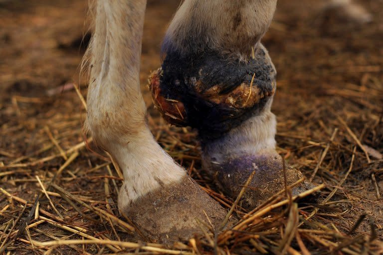 A horse called Estrella sports an injured leg at a shelter in Alhaurin el Grande, southern Spain, on March 5, 2013. Estrella suffered an open wound on her front left hoof from where her owners dragged her by a rope to try and tame her before abandoning her, crippled