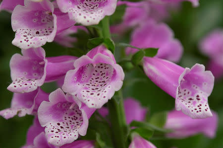 A display of Foxgloves are seen at the RHS Chelsea Flower Show in London, Britain, May 21, 2018. REUTERS/Toby Melville