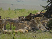 A pride of lions rests under a solitary tree in the hot afternoon sun.