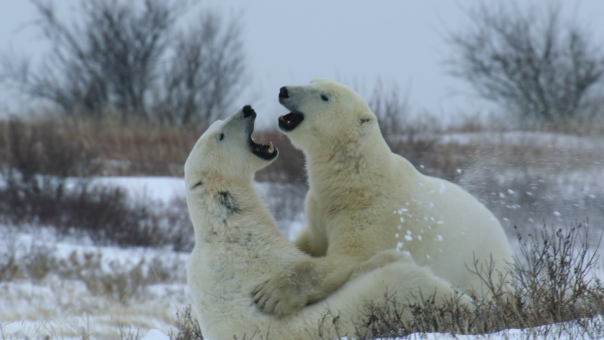 Polar bears in the new Netflix nature series 'Our Living World,' narrated by Cate Blanchett.<span class="copyright">Netflix</span>