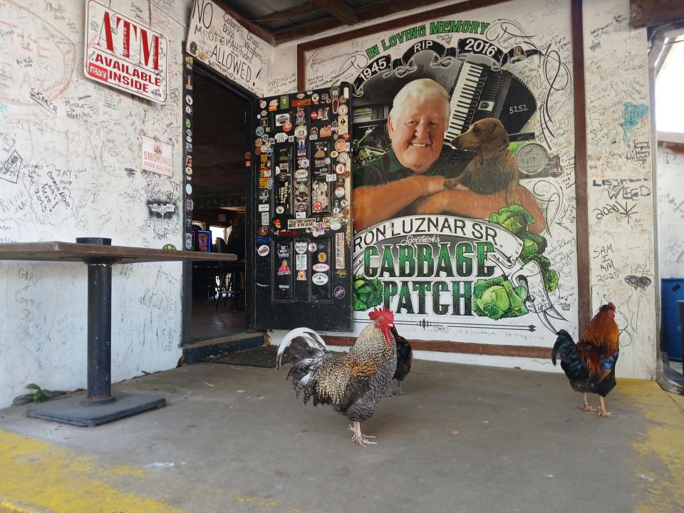 Roosters stroll near the back door at the Cabbage Patch Bar in Samsula.
