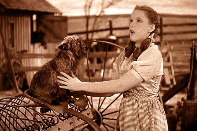 <p>Everett</p> Judy Garland in 'The Wizard of Oz'
