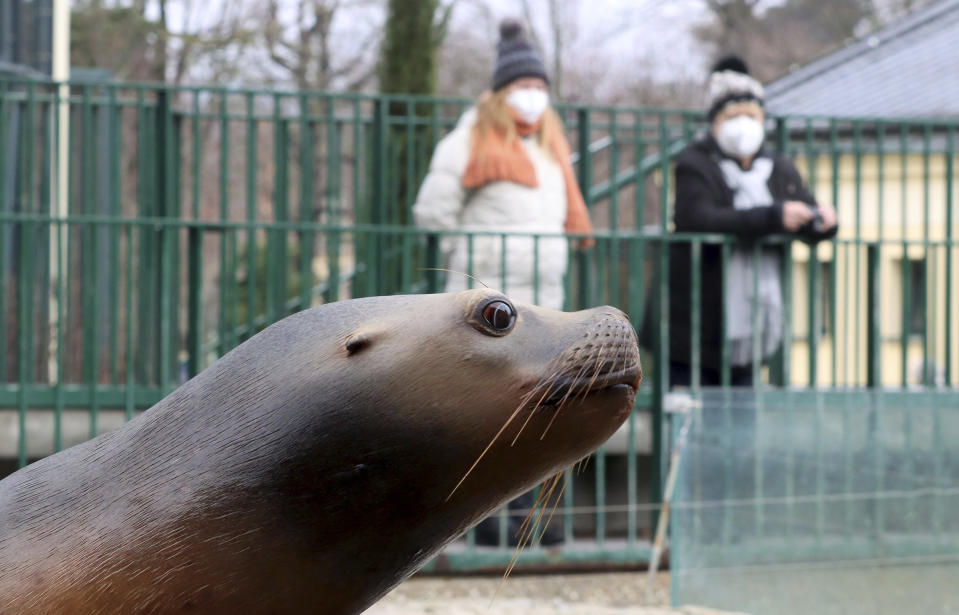 Visitors with a masks observes a seal in an enclosure at the Schoenbrunn Zoo in Vienna, Austria, Monday, Feb. 8, 2021. Visitors can visit the zoo again after 97 days lock down. The Austrian government has moved to restrict freedom of movement for people, in an effort to slow the onset of the COVID-19 coronavirus. (AP Photo/Ronald Zak)