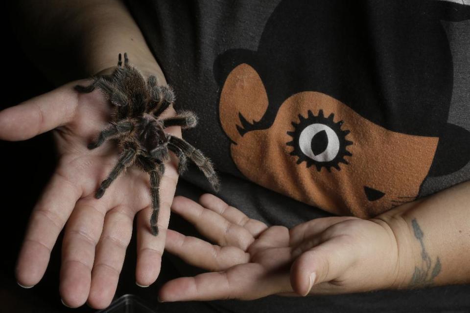 In this photo taken Friday, Oct. 4, 2013, nurse Dee Reynolds cares for holds "Lucy," a Chilean Rose Hair (Red Phase) one of her 50 tarantulas at her home in Los Angeles. Tarantulas are the heaviest, hairiest, scariest spiders on the planet. They have fangs, claws and barbs. They can regrow body parts and be as big as dinner plates, and the females eat the males after mating. But there are many people who call these creepy critters a pet or a passion and insist their beauty is worth the risk of a bite. (AP Photo/Damian Dovarganes)