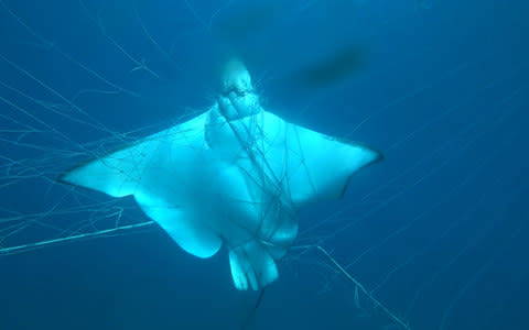 The footage was captured near Ballina, a town in eastern Australia