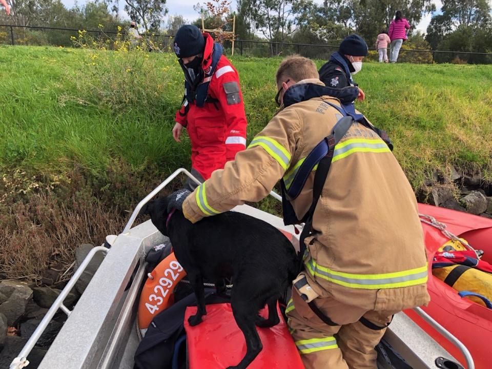 The Fire Rescue Victoria crew found Indy almost a kilometre away, still swimming and chasing ducks, so they picked her up and returned her to her owner. Source: Facebook/Fire Rescue Victoria
