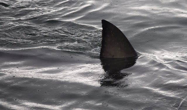 Deaths from shark attacks across the world doubled in 2023