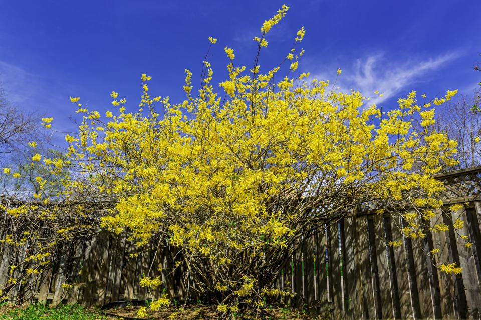 best flowering shrubs forsythia