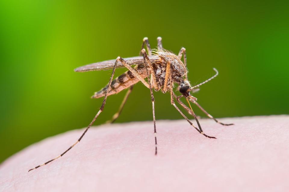 <p>Getty</p> Stock image of mosquito