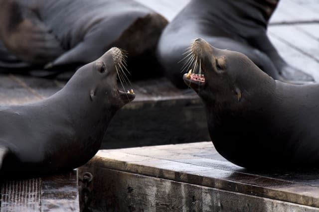 Boy mauled by sea lion on 10th birthday at Tenerife zoo