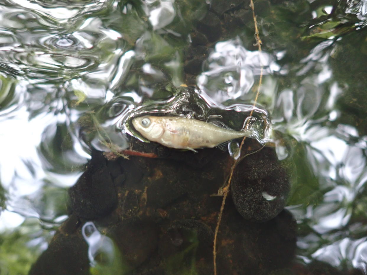 The Environment Agency said brown trout, bullheads and sticklebacks were all found lifeless in the water (Environment Agency/PA)