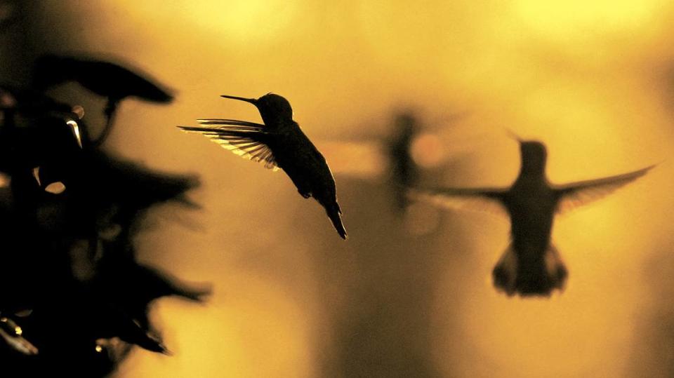 Hummingbirds line up of a drink of sugar water.