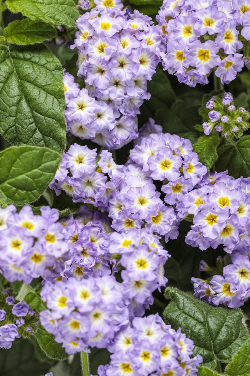 Augusta Lavender heliotrope is heat and drought tolerant and attracts bees and butterflies.