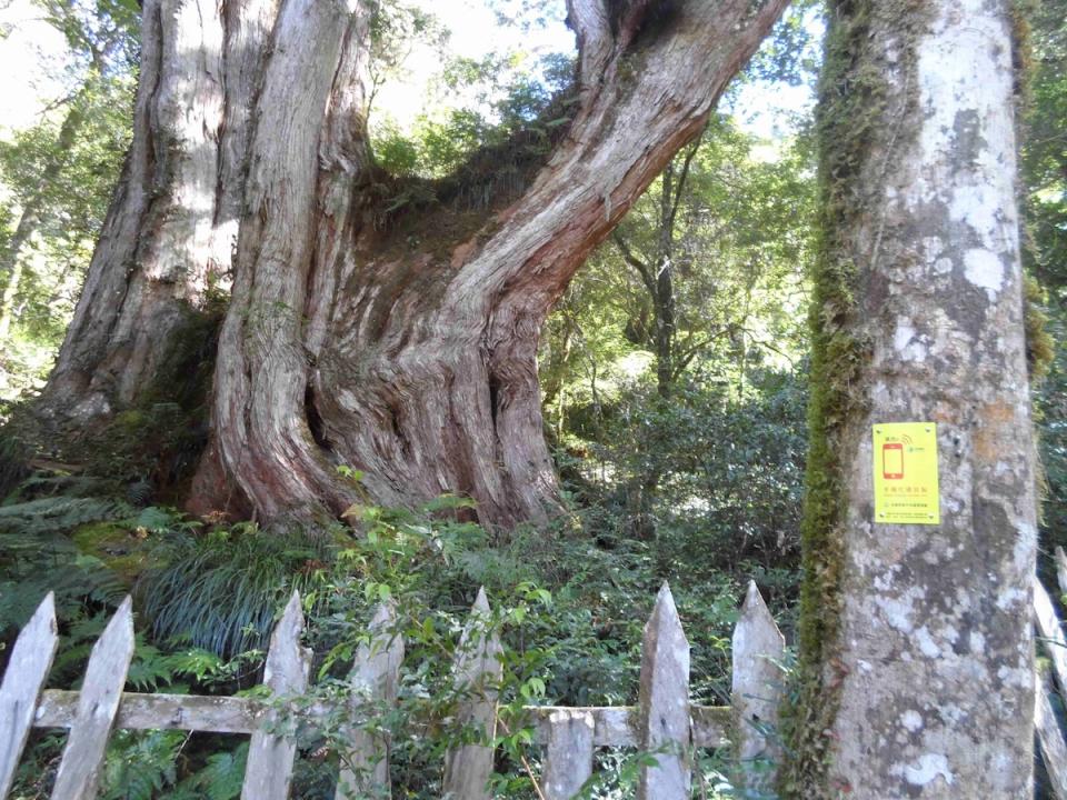 鎮西堡巨木群步道（圖片來源：新竹分署）