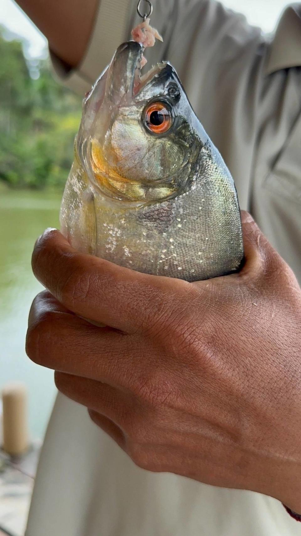 Piraña, pez agresivo y de mala fama, del Amazonas.