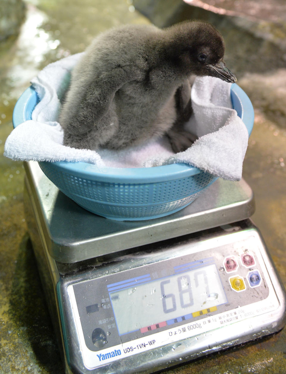 A baby Adelie penguin, who was born on July 10, 2013, is weighed at the Osaka Aquarium Kaiyukan on July 26, 2013. Visitors can see the 680 grams baby penguin and other penguins living in a water tank surrounded by frozen rocks and ice. (KAZUHIRO NOGI/AFP/Getty Images)