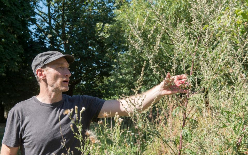 A forager checks out some mugwort - Credit: paul grover