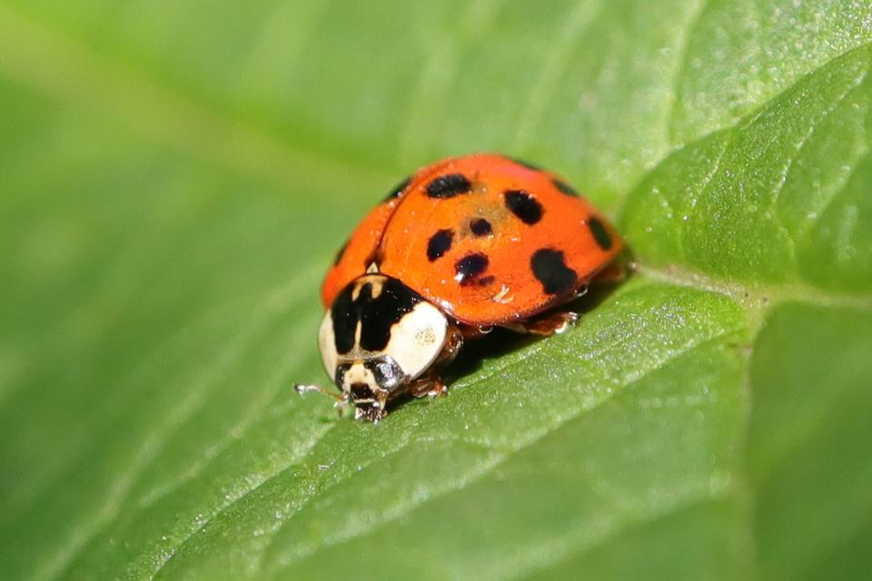 Als Fressfeind der Blattläuse bekannt, schätzen wir auch die Anwesenheit des Asiatischen Marienkäfers im Garten. Denn er kann große Portionen davon vertilgen, und darüber hinaus noch weitere Insekten. Der Asiatische Marienkäfer kam über die USA nach Europa. Meist sind seine Flügel mit 19 Punkten übersät. Ein weiteres Erkennungszeichen ist das Muster auf seinem Halsschild in Form eines M oder W. (Bild: iStock/DE1967)