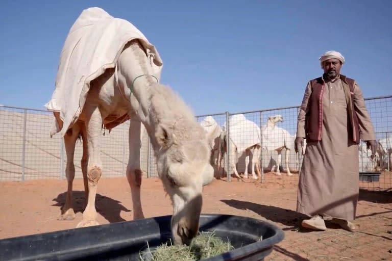 Un hombre saudí cuida a un camello en el primer hotel de camellos durante la sexta edición del Festival del Camello Rey Abdulazziz en la región de Rumahi, a unos 160 km al este de Riad, el 8 de enero de 2022 (AFP/Fayez Nureldine)