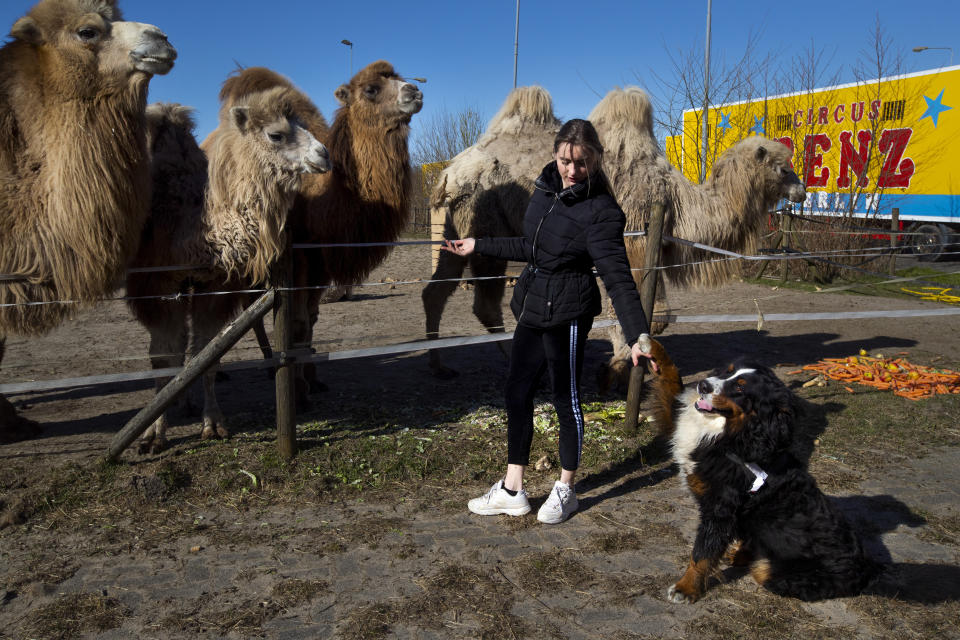 Madeleine Renz, an eighteen-year-old circus artist, feeds donated carrots to the eight Siberian Steppe camels, stranded in Drachten, northern Netherlands, Tuesday, March 31, 2020. The circus fleet of blue, red and yellow trucks have had a fresh lick of paint over the winter. But now, as coronavirus measures shut down the entertainment industry across Europe, they have no place to go. "It's catastrophic for everybody," said Sarina Renz, of the German family circus that has been in existence since 1842. (AP Photo/Peter Dejong)