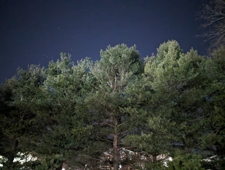 A nighttime photo of trees taken in pitch black, taken with the Google Pixel 8.