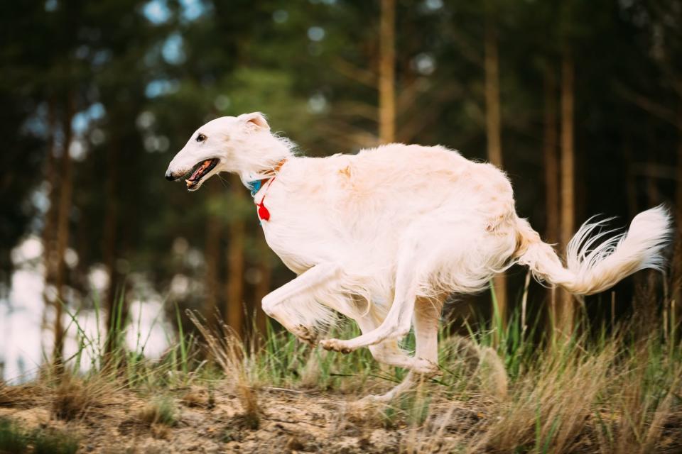 Borzoi dog running; fastest dog breeds