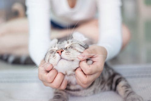   <span class="attribution"><a class="link " href="https://www.shutterstock.com/image-photo/happy-cat-lovely-comfortable-sleeping-by-676724233" rel="nofollow noopener" target="_blank" data-ylk="slk:Nitiphonphat/Shutterstock;elm:context_link;itc:0;sec:content-canvas">Nitiphonphat/Shutterstock</a></span>