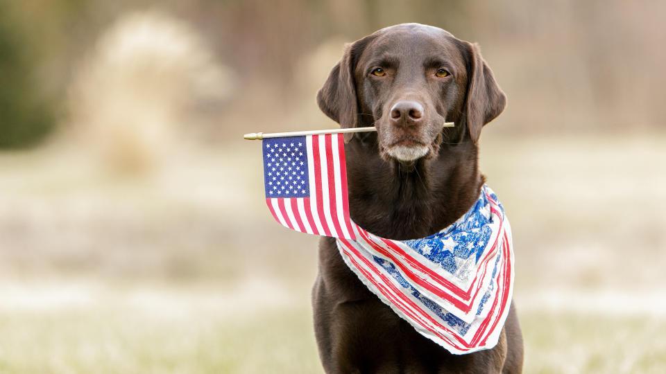 Labradors are the choice of presidents