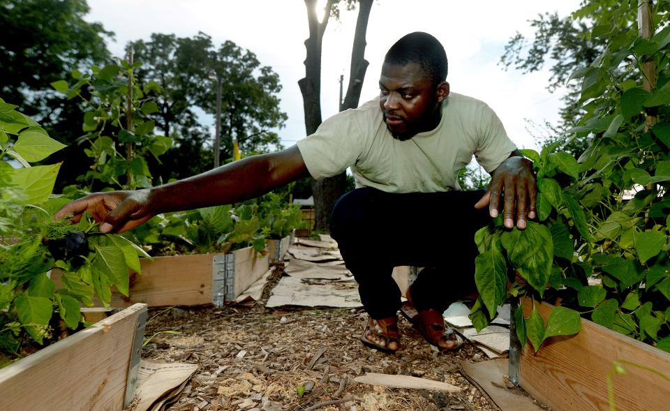 Yves Doumen works in the gardens of the Motherland Community Project in Springfield Thursday, July 27, 2023.