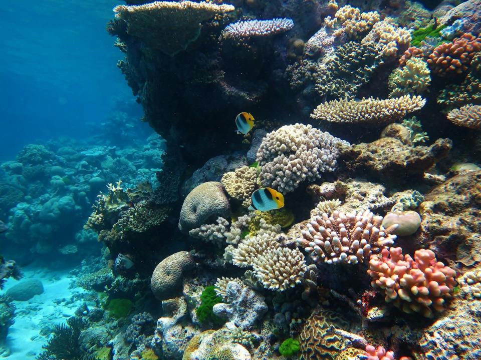 Live corals of many types and colors.