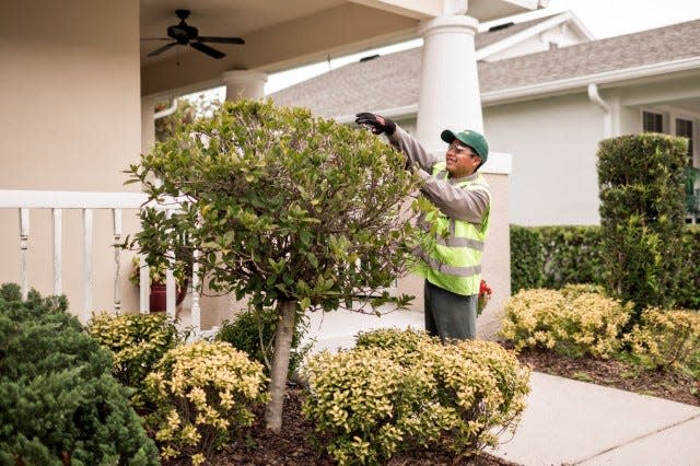 A Davey employee prunes a small tree.