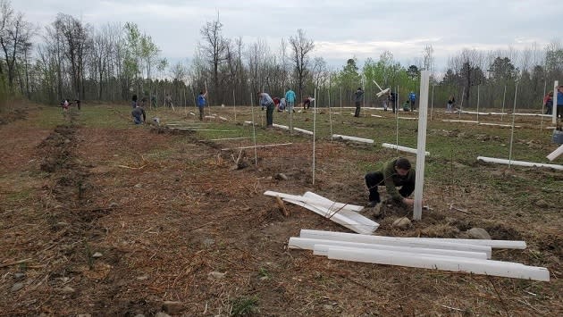 Boy Scouts of America volunteers, from ages 12 to 75, carefully place hundreds of seedlings and shrubs native to Minnesota into the earth near Park Rapids, MN, as part of an effort to transform 84.3 acres of unusable scrub brush and thistle into viable wildlife habitat through the planting of native shrubs and trees.