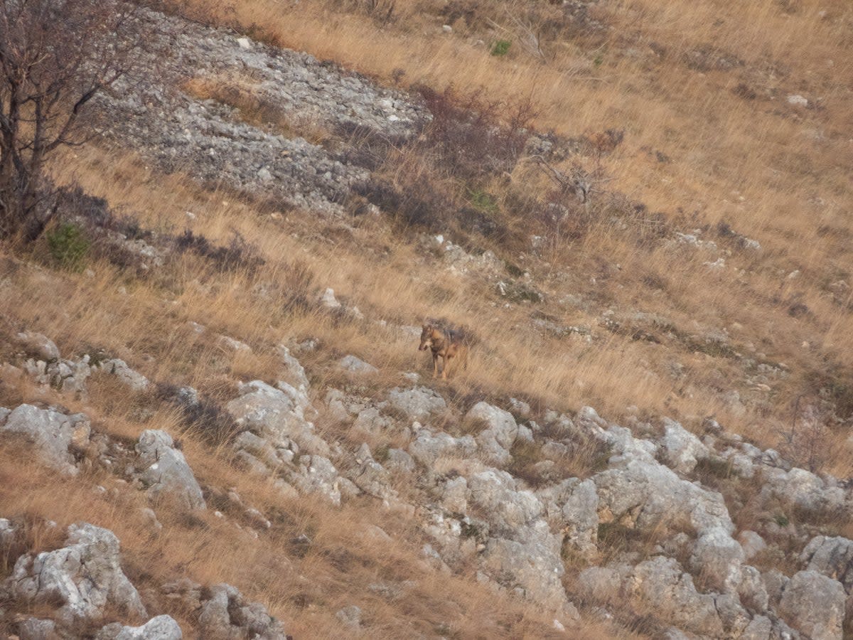 The writer spotted a wolf, who did a fine job of blending into the landscape (Andrea De Angelis/Wildlife Adventures)