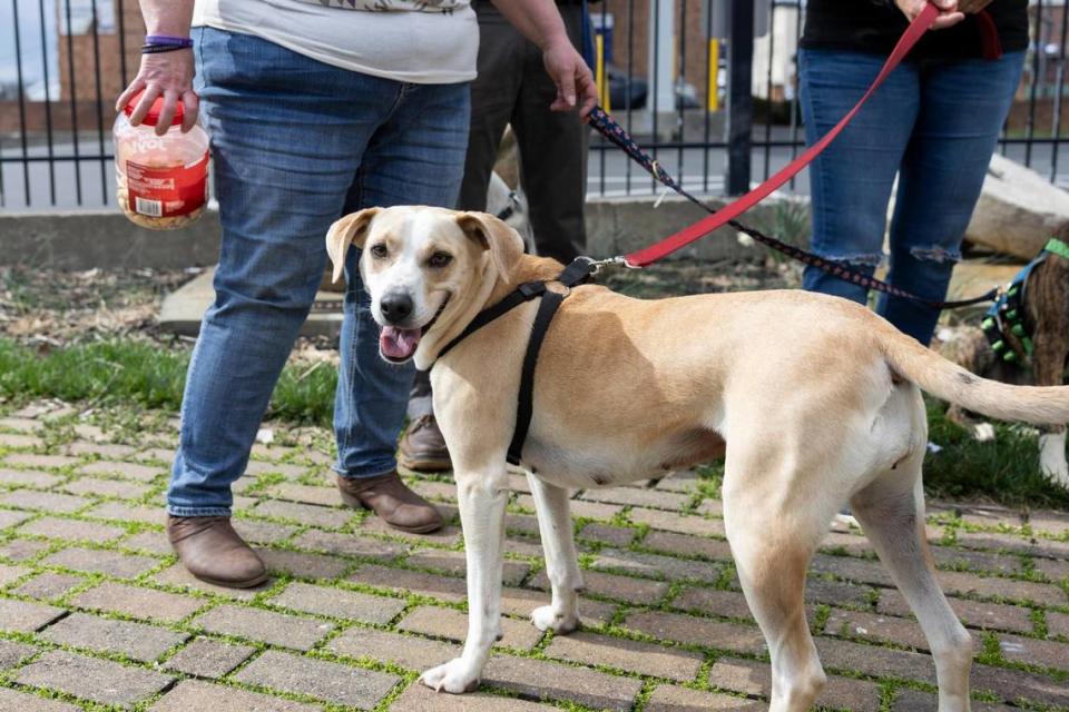 Bossy, a pitbull/hound mix, is the first foster dog that was taken in by Fostering for Recovery in Madison County. Her owner, Catherine Gabbard, completed addiction treatment and has been reunited with Bossy. Silas Walker/swalker@herald-leader.com