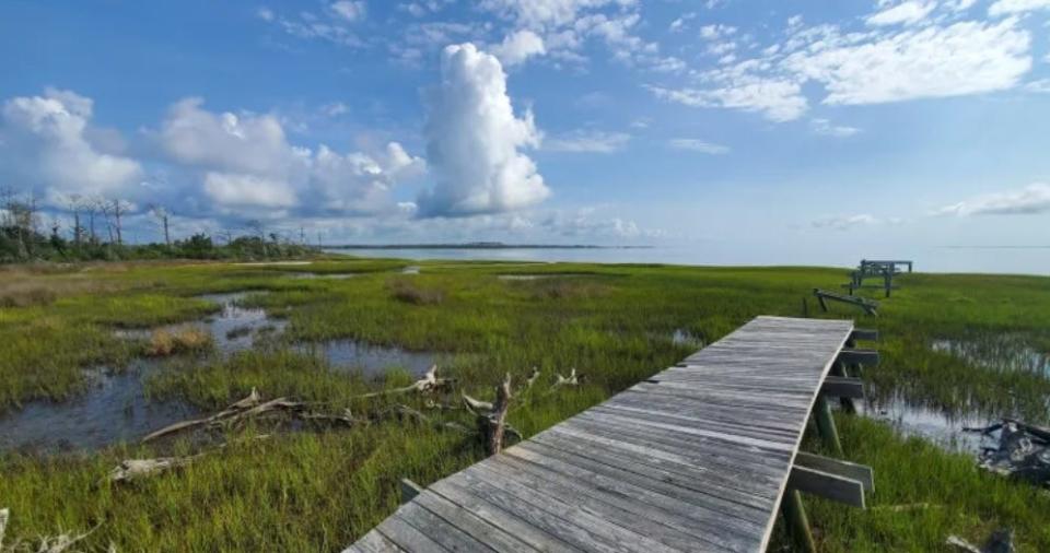 The remnants of a pier and a stand of trees on Harkers Island in July.