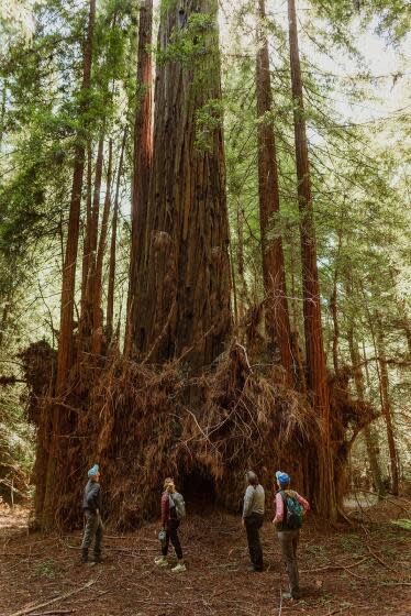 Russian River Redwoods- (Vivian Chen courtesy Save the Redwoods League)