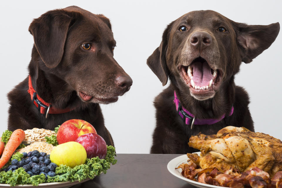 Dogs with choice of food diet