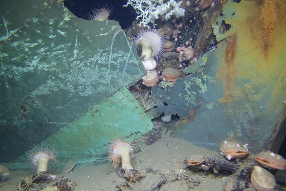 Diverse sea creatures living on the 19th-century, wooden-hulled Ewing Bank wreck, which lies 2,000 feet (610 meters) deep in the Gulf of Mexico. <a href="https://oceanexplorer.noaa.gov/explorations/19microbial-stowaways/background/archaeology/media/img2-hires.jpg" rel="nofollow noopener" target="_blank" data-ylk="slk:NOAA;elm:context_link;itc:0;sec:content-canvas" class="link ">NOAA</a>