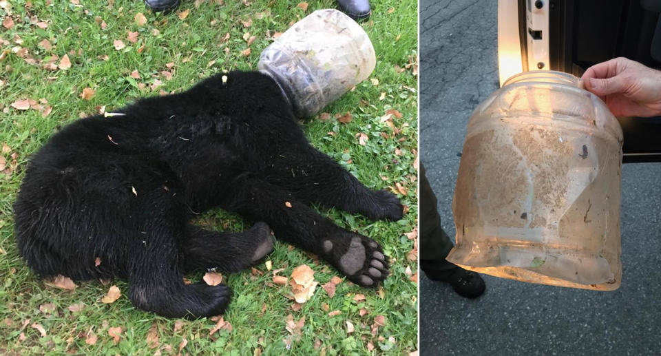 A bear cub was rescued after a bucket was stuck on its head for three days. Source: Facebook/Maryland Department of Natural Resources