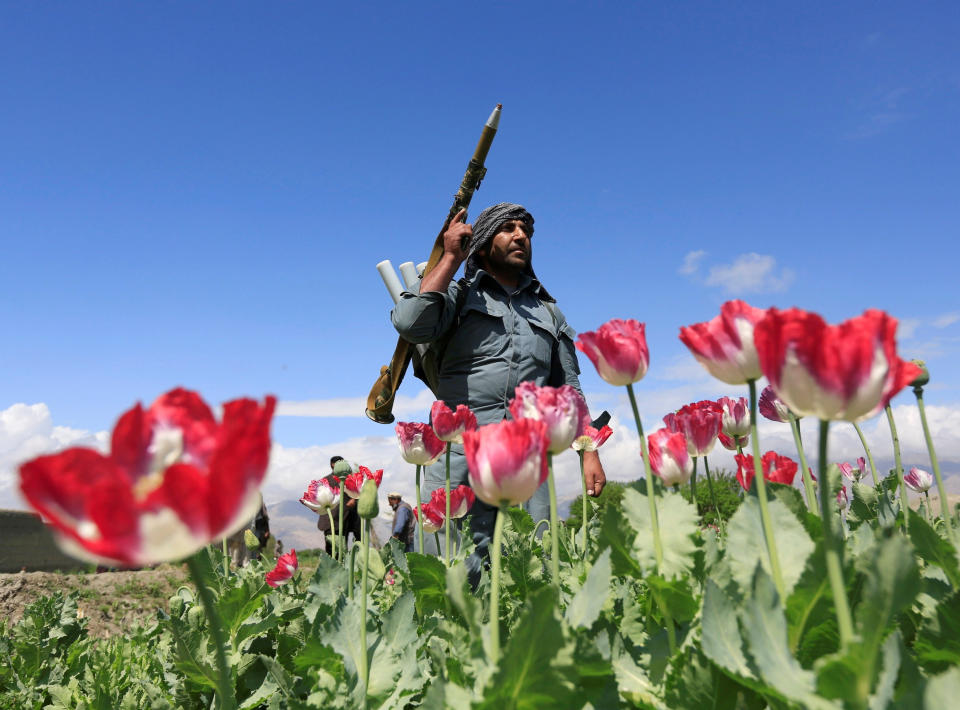 An Afghan policeman destroys poppies during a campaign against narcotics in Jalalabad province, Afghanistan, April 4, 2017. (Photo: Parwiz/Reuters)