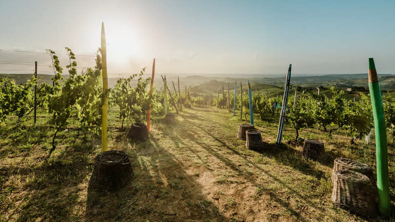 moscato bianco vineyards