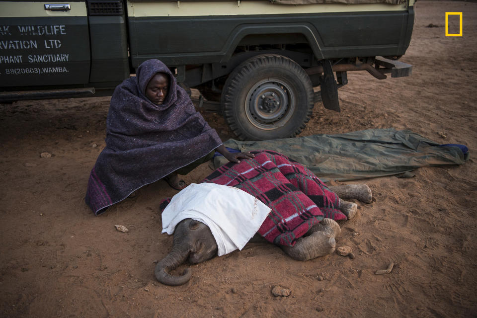 Joseph Lolngojine, a Samburu warrior turned elephant caretaker, watches over Kinya. Moments after this photo was taken, the decision was made to bring her to the sanctuary to try to save her life.